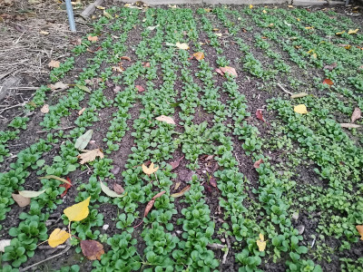 Feldsalat 20211109.jpg