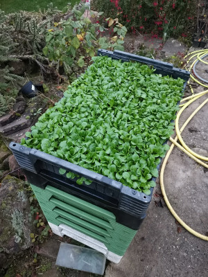 Feldsalat 3,2EPT.jpg