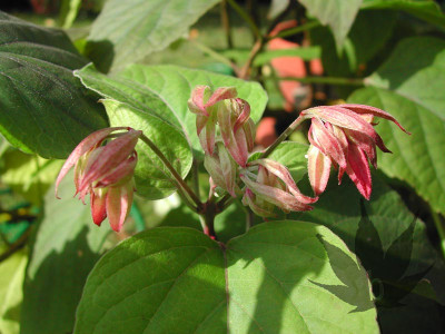 clerodendrum_trichotomum_a1.jpg