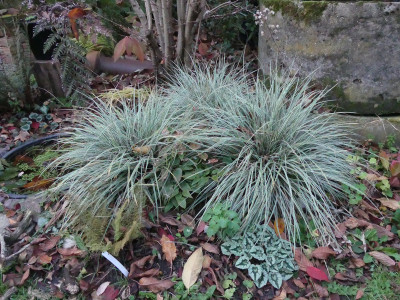 2021-11-13 Carex.jpg