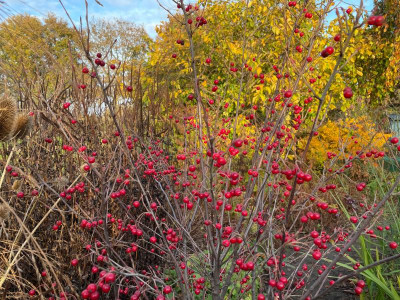 Aronia arbutifolia November 2021.jpg