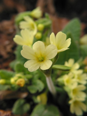 WALD_SCHLUSSELBLUME.jpg