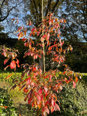 Franklinia alatamaha November 2021.jpg