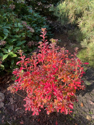 Enkianthus chinensis November 2021.jpg