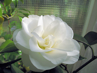 IMG_7626_Edelweiss.JPG