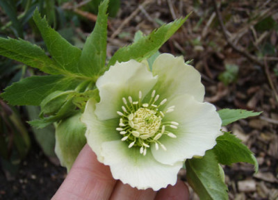 Helleborus_mik1.jpg