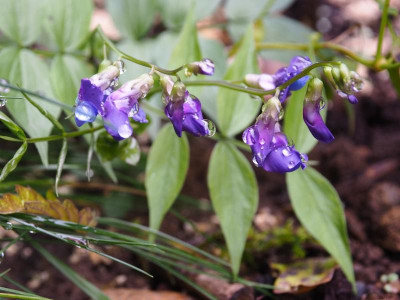 Lathyrus vernus Cyaneus PB140658.JPG