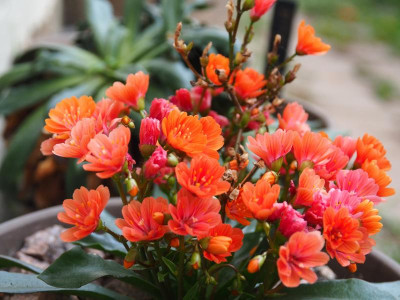 Lewisia Orange PB140666.JPG