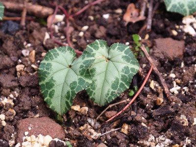 Cyclamen hederifolium Sämling PB140661.JPG
