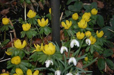 Fruhling_2007_02.jpg