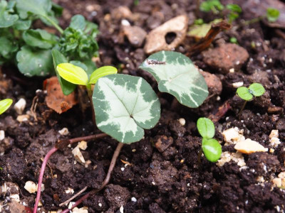 Cyclamen hederifolium Sämling PB140662.JPG