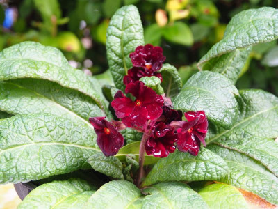 Primula Cowichan Garnet PB140656.JPG