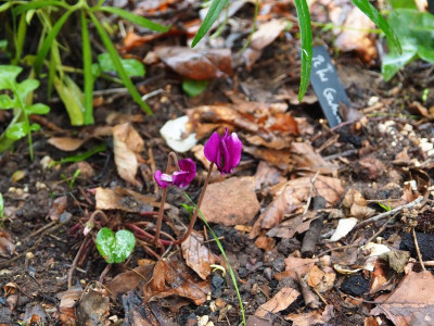 Cyclamen hederiflium tief purpur P8060621.JPG