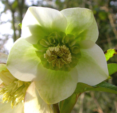 Helleborus_wei_grun_anemone_25.2.08.jpg