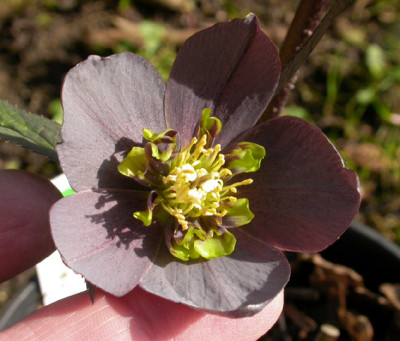 Helleborus_schieferblau_anemone_25.2.08.jpg
