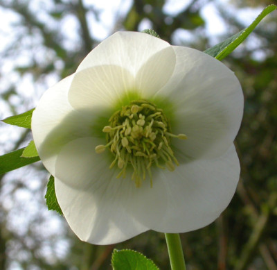 Helleborus_wei_TC_25.2.08.jpg