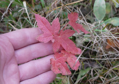 2021-11-14 Acer.jpg