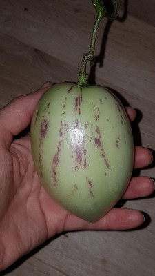 Pepino.jpg