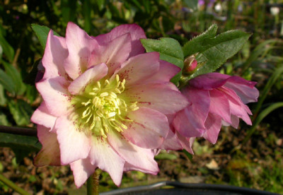 Helleborus_rosa_gefullt_25.2.08.jpg