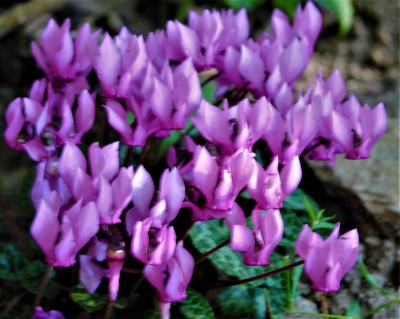 DSC_0069.JPG