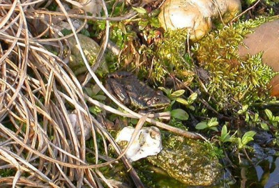 Erster_Frosch_am_Teich_25.2.08.jpg