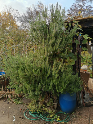 Rosmarin 20211115.jpg