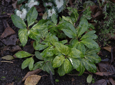 DSC_3578_DxO.jpg