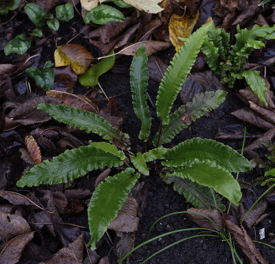 DSC_3582_DxO.jpg