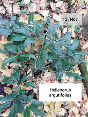 H-argutifolius.jpg