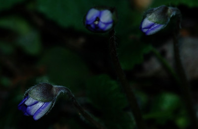 Hepatica_Eva_Maria_2_16-02-2008.jpg