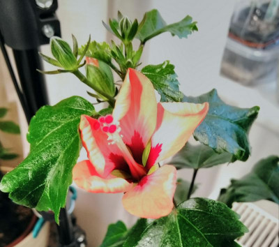 Hibiscus Goldfisch.jpg
