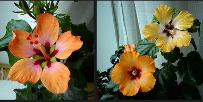 Hibiscus Goldfisch Petit Orange und Blush.jpg