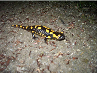 Feuersalamander_1.jpg