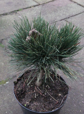 2021-11-17 Pinus thunbergii 'Ogi'.jpg