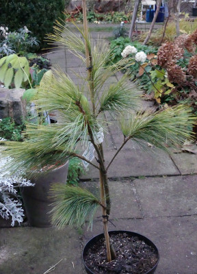 2021-11-17 Pinus wallichiana 'Winter Light'.jpg