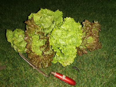 Salat 20211117-1.jpg