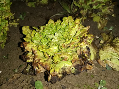 Salat 20211117-2.jpg