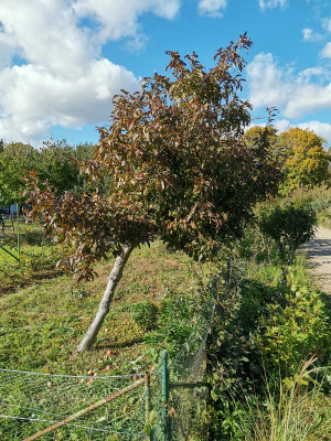Apfel Sturmschaden 20211022.jpg
