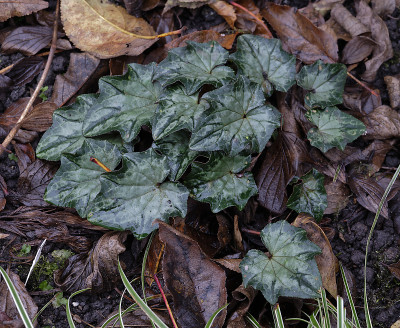 DSC_3587_DxO.jpg