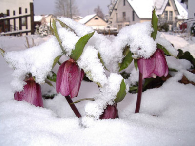 Helleborus-weinrot.jpg