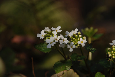 pachyphragma_macrophylla_feb.jpg