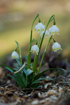 leucojum_feb_kat.jpg