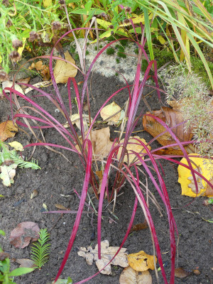 2021-10-23 Miscanthus 'Little Miss' 1.jpg