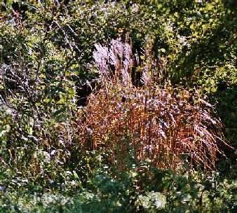 miscanthus_sinensis_malepartus.JPG