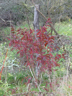 2021-11-19 Euonymus hamiltonianus 'Indian Summer'.jpg