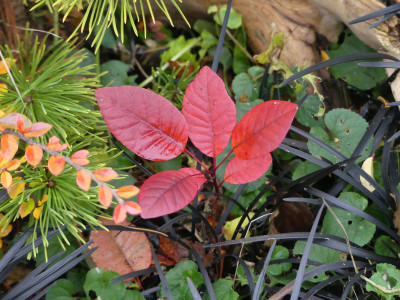 2021-11-19 Cotinus 1.jpg