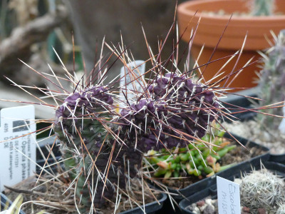 2021-11-19 Kakteen Opuntia phaeacantha 'Dark Knight' 1.jpg