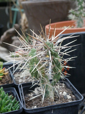 2021-11-19 Kakteen Cylindropuntia davisii.jpg