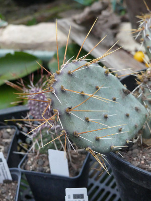 2021-11-19 Kakteen Opuntia phaeacantha 'Goldy' 1.jpg