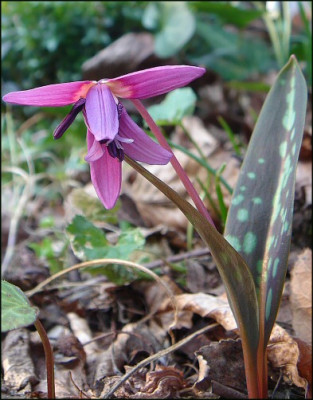 Erythronium_Bu.jpg